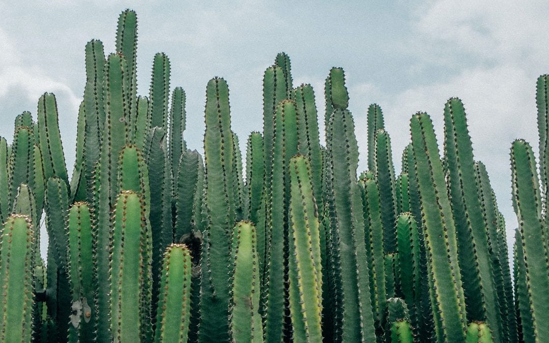 “Grit” Isn’t Always Good