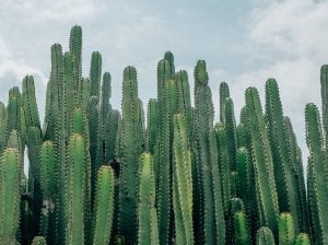 "Grit" Isn’t Always Good